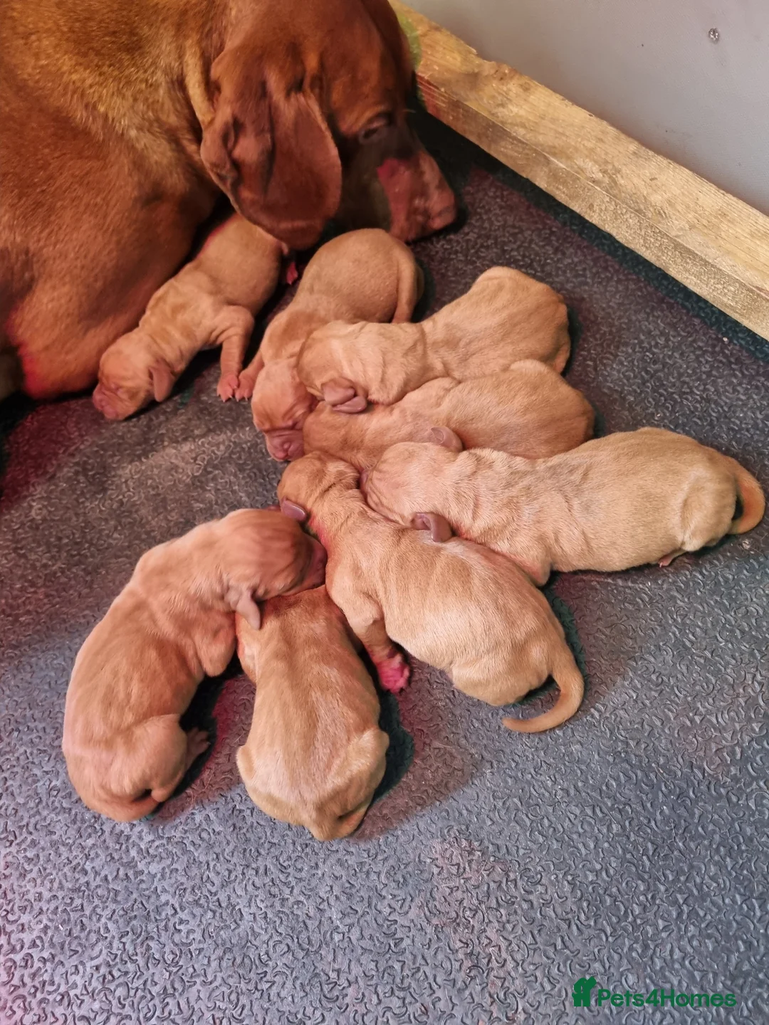 Hungarian Vizsla dogs for sale: Beautiful KC Registered Hungarian Vizsla Puppies  - Advert 2