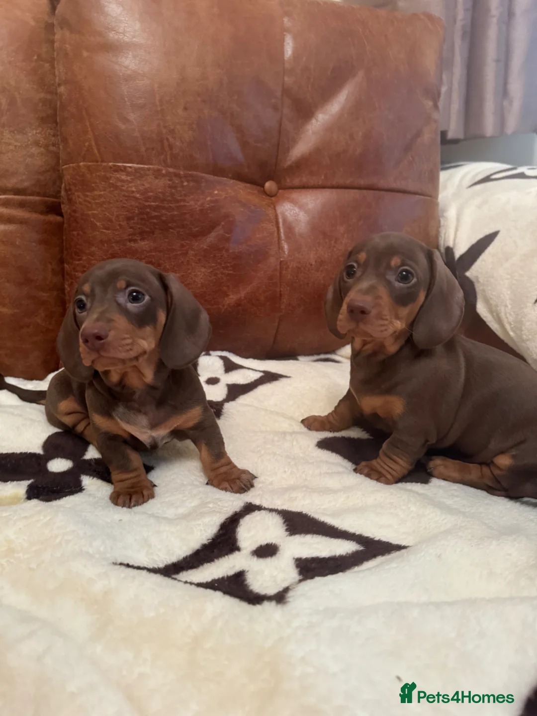 Miniature Dachshund dogs for sale: Minature Daxi Pups  in Leighton Buzzard - Advert 13
