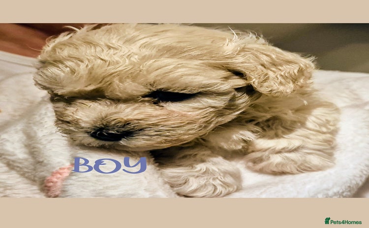 Maltipoo dogs - Advert 2