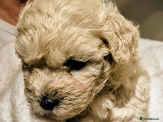 Maltipoo dogs - Advert 5