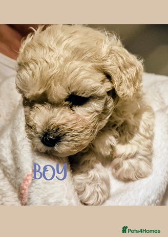 Maltipoo dogs - Advert 2