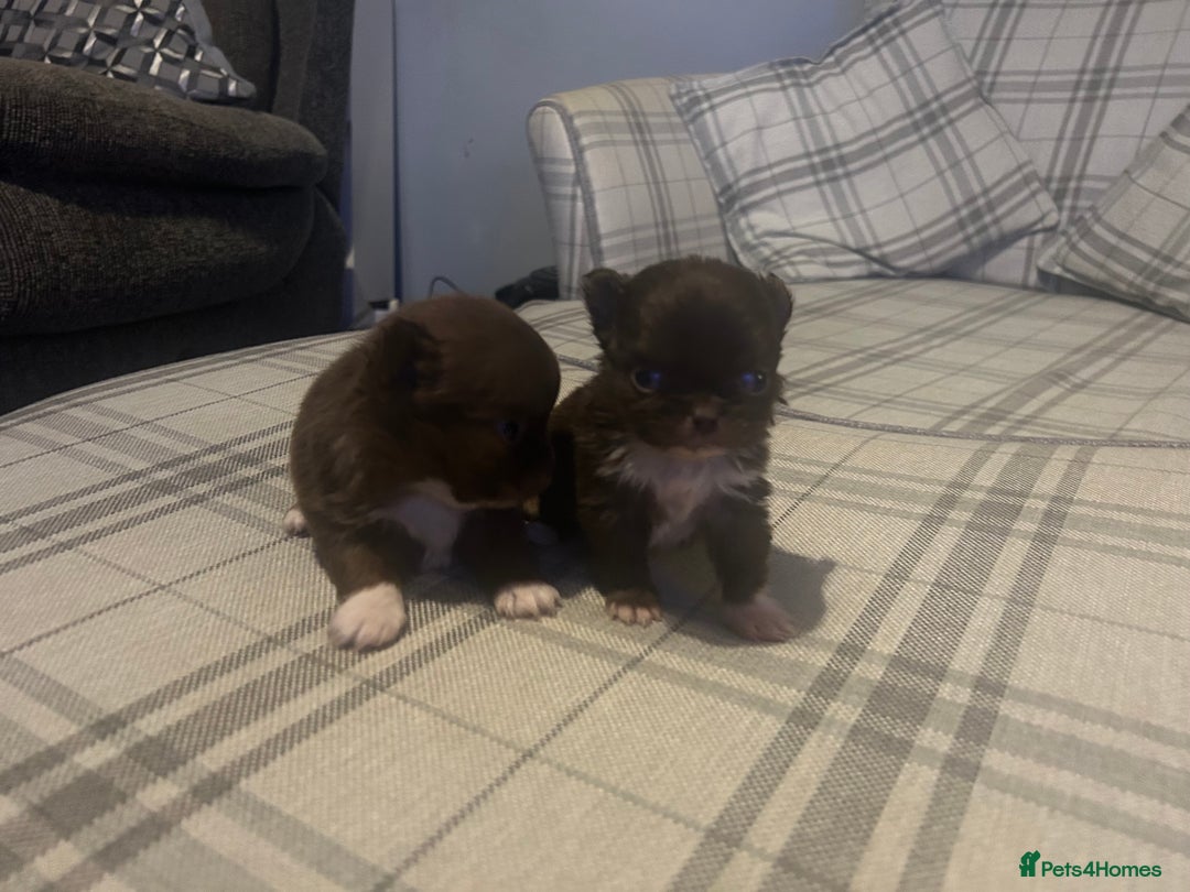 Chihuahua dogs for sale: Perfect Chihuahua pups for sale  - Advert 6
