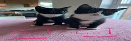 Mixed Breed cats for sale: 4 x Beautiful Playful Kittens Ready NOW - Advert 22