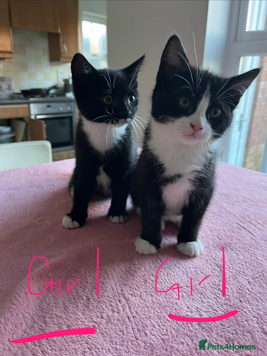 Mixed Breed cats for sale: 4 x Beautiful Playful Kittens Ready NOW - Advert 22