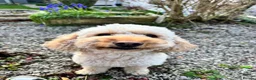 Cockapoo dogs for sale: Beautiful Cockapoo puppies 🐶 5 boys 3 girls - Advert 19