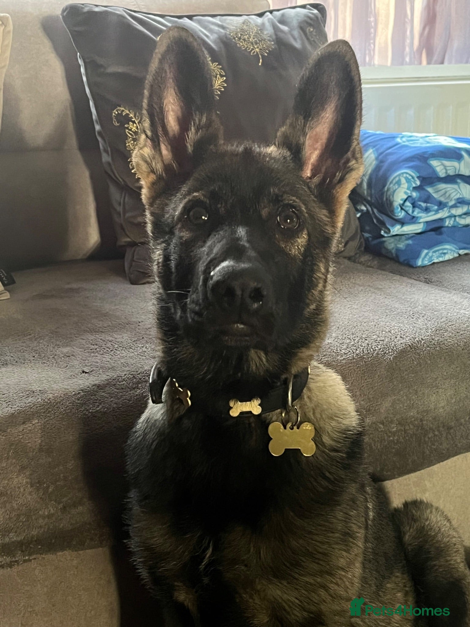 German Shepherd dogs 4 months old German Shepherd puppy - Advert 1