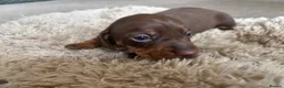 Miniature Dachshund dogs for sale: 4 Gorgeous Miniature Dachshund puppies - Advert 5