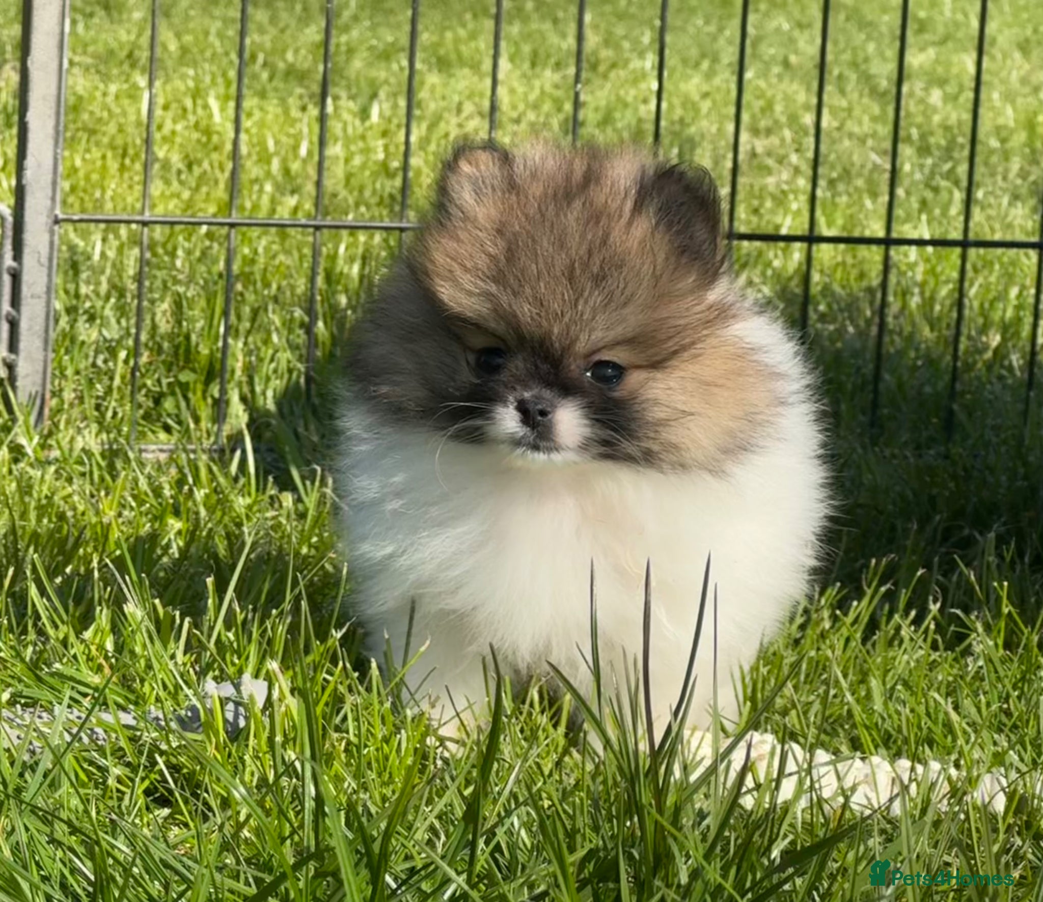 Pomeranian dogs BEAUTIFUL POMERANIAN GIRLS AVAILABLE  - Advert 1