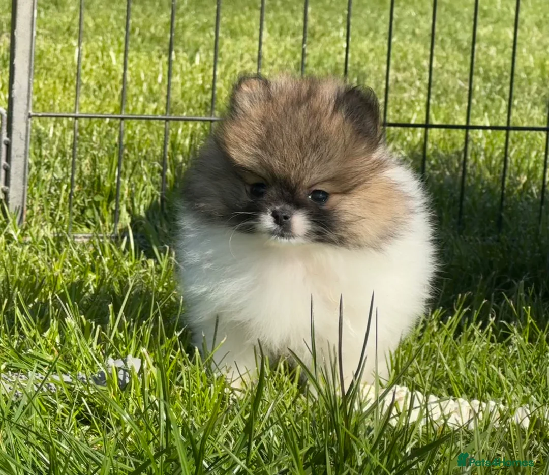Pomeranian dogs for sale: BEAUTIFUL POMERANIAN GIRLS AVAILABLE  - Advert 1
