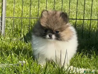 Pomeranian dogs BEAUTIFUL POMERANIAN GIRLS AVAILABLE - Advert 1