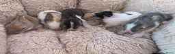 Lionhead rabbits for sale: Double maned lionhead- new litter in the nest. - Advert 1