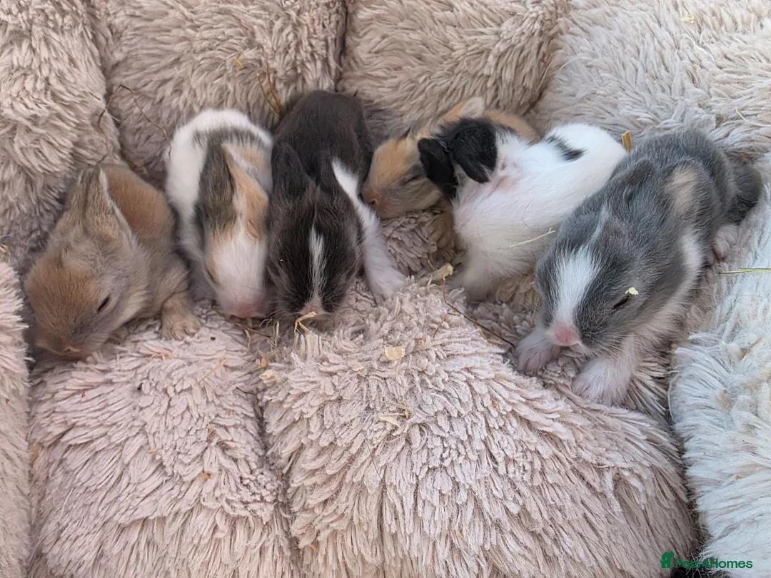 Lionhead rabbits for sale: Double maned lionhead- new litter in the nest. - Advert 1