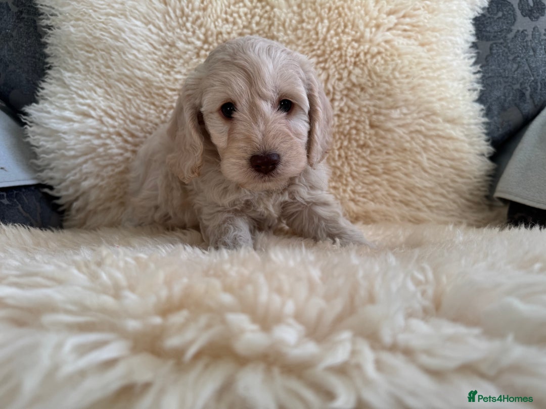 Cockapoo dogs for sale: Cocker poo puppies for sale  - Advert 9