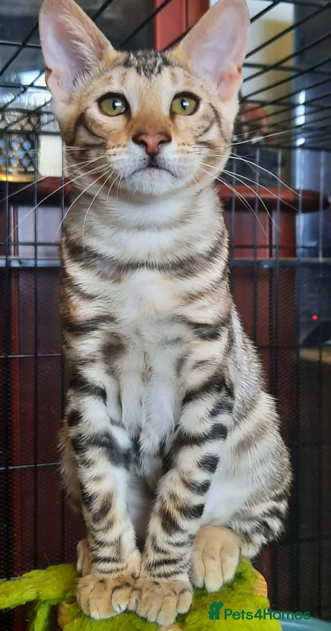 Toyger cats for sale: Stunning wild looking pedigree Toyger cubs in Bexleyheath - Advert 2