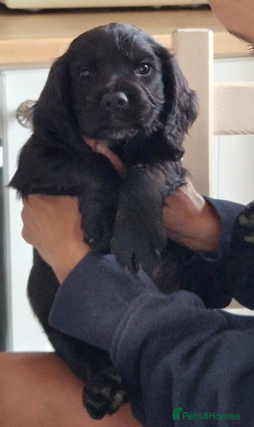 Cocker Spaniel dogs for sale: KC Working cocker spaniel puppies ready to leave - Image 2