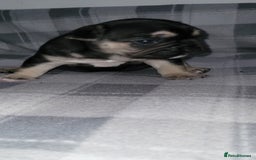 French Bulldog dogs for sale: Beautiful French bulldog girls - Image 6