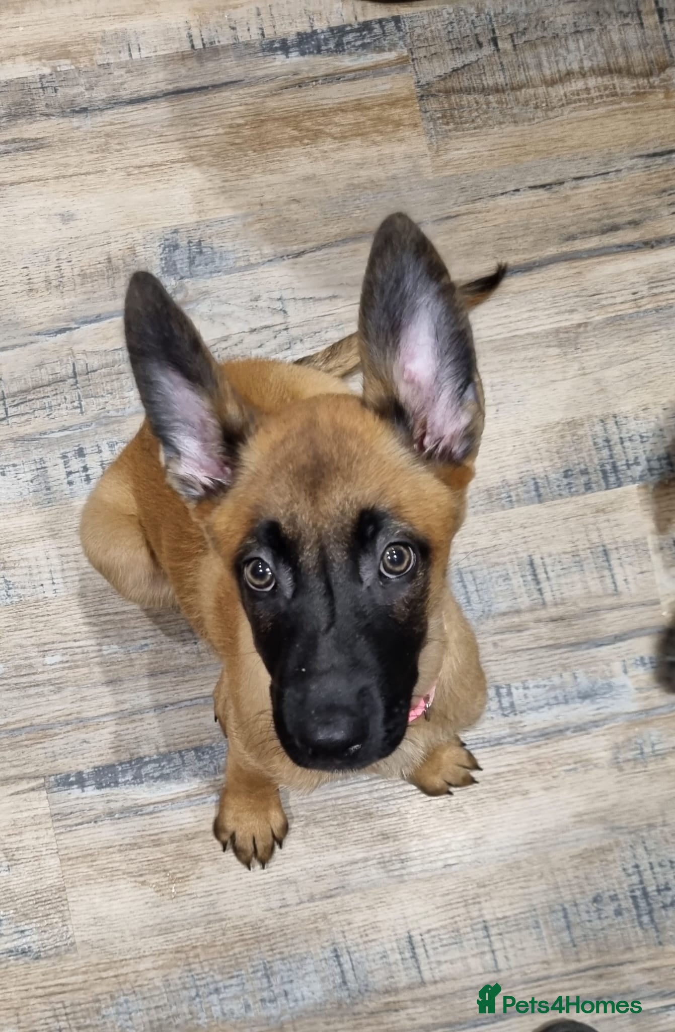 Belgian Shepherd Dog dogs Stunning Belgian Malinois Puppies - Advert 9