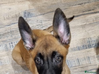 Belgian Shepherd Dog dogs Stunning Belgian Malinois Puppies - Advert 9