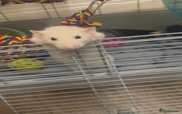 Rat rodents for sale: Male rat looking for new home with companion  - Image 2