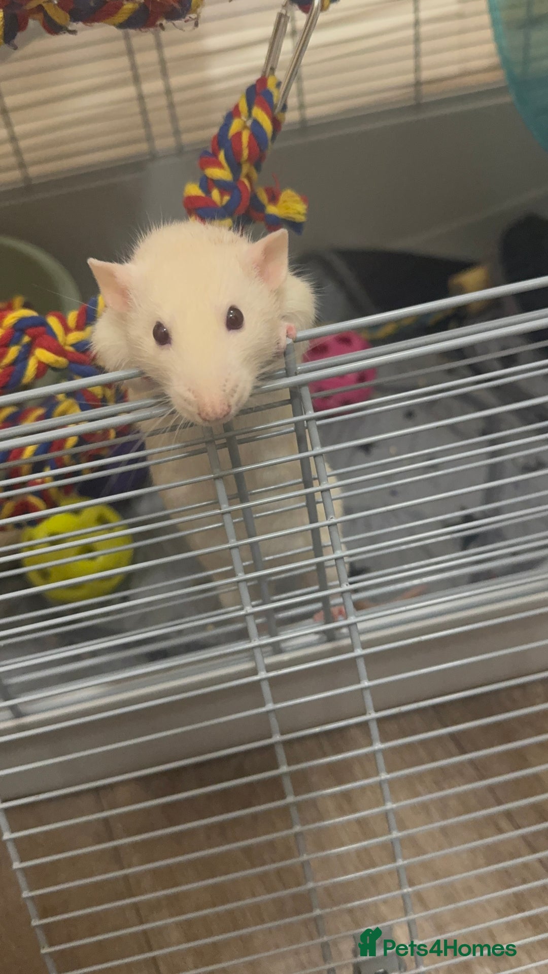 Rat rodents for sale: Male rat looking for new home with companion  - Image 2