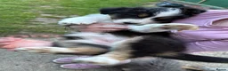 Australian Shepherd dogs for sale: The last beautiful female Australian Shepherd in Poole - Advert 13