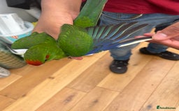 Parrots birds for sale: Semi-tamed kakariki  - Image 2