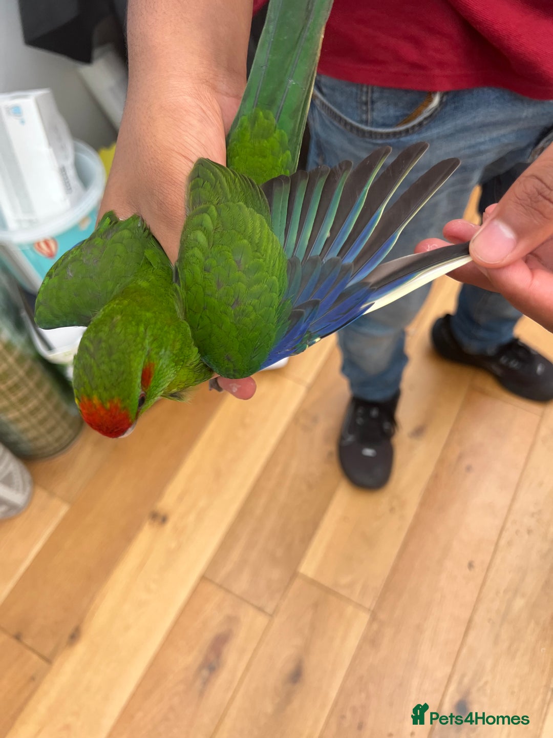 Parrots birds for sale: Semi-tamed kakariki  - Image 2
