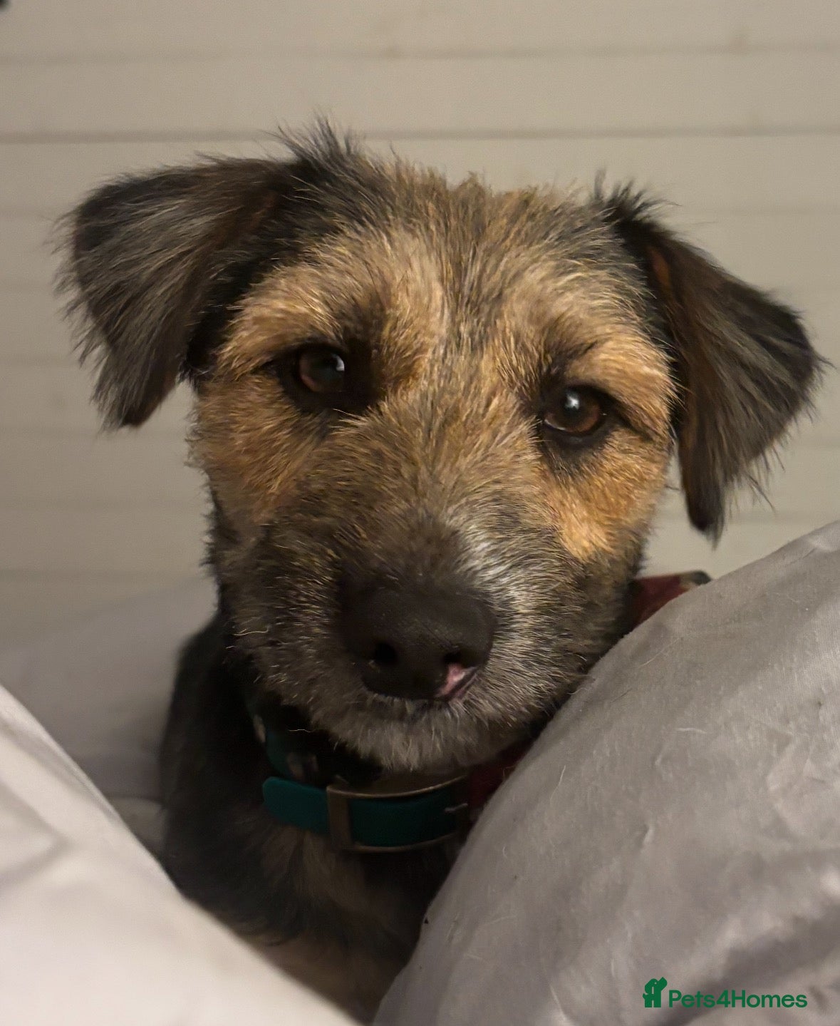 Mixed Breed dogs Dachshund X Border Terrier - Advert 2