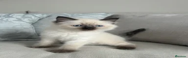 Ragdoll 2