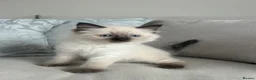 Ragdoll cats for sale: Pure ragdoll kittens - Advert 7