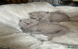 British Shorthair cats for sale: British Short Hair kittens x2 boys left  - Image 20