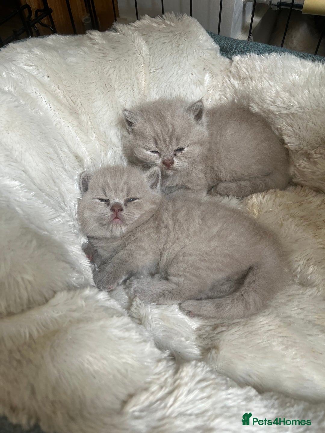 British Shorthair cats for sale: British Short Hair kittens x2 boys left  - Image 20