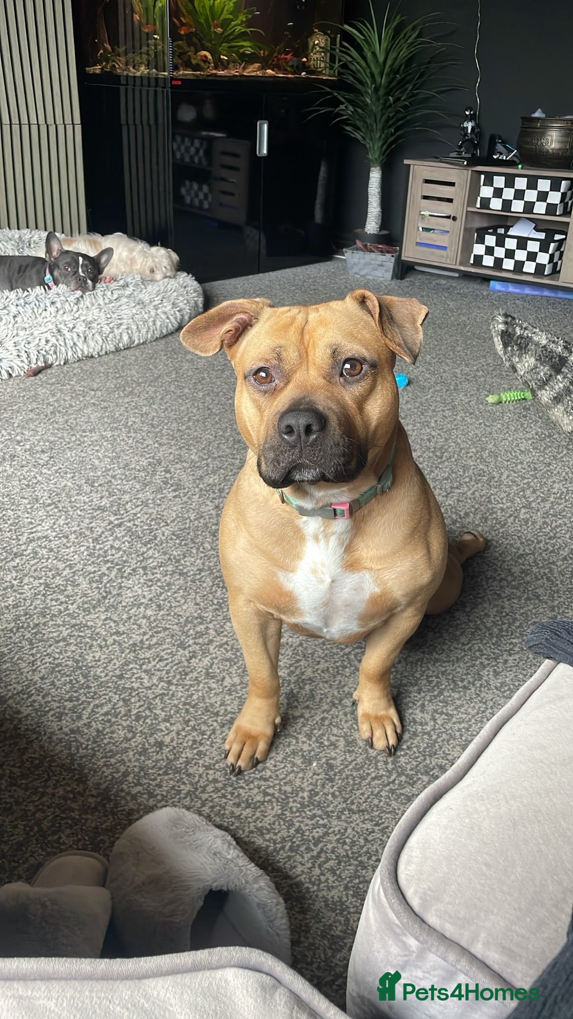 Mixed Breed dogs Young female staffy bully cross for new home  - Advert 3