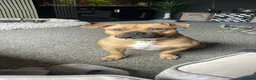 Mixed Breed dogs for sale: Young female staffy bully cross for new home  - Advert 1
