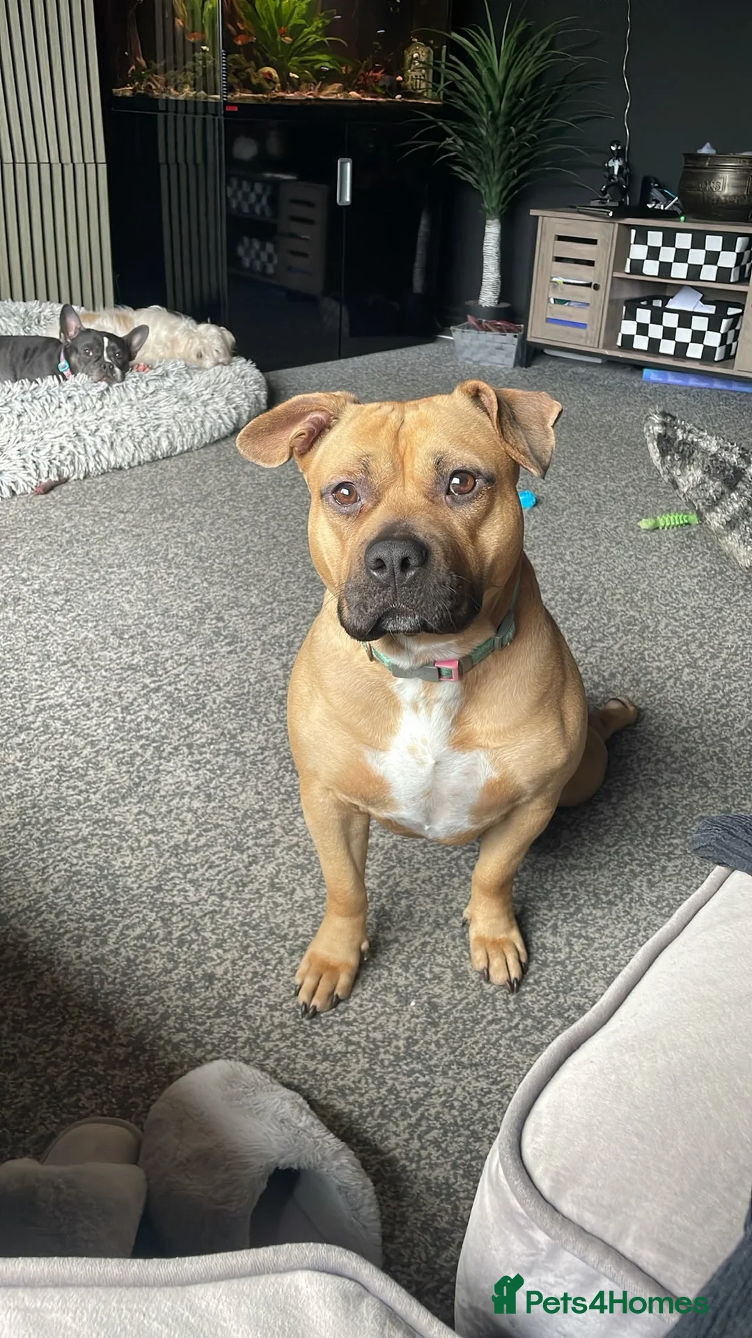 Mixed Breed dogs for sale: Young female staffy bully cross for new home  - Advert 1