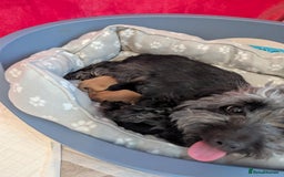 Mixed Breed dogs for sale: 75% Dachshund Cross Puppies - 4 Boys Available - Image 3
