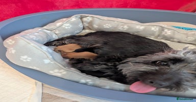 Mixed Breed dogs - Advert 4