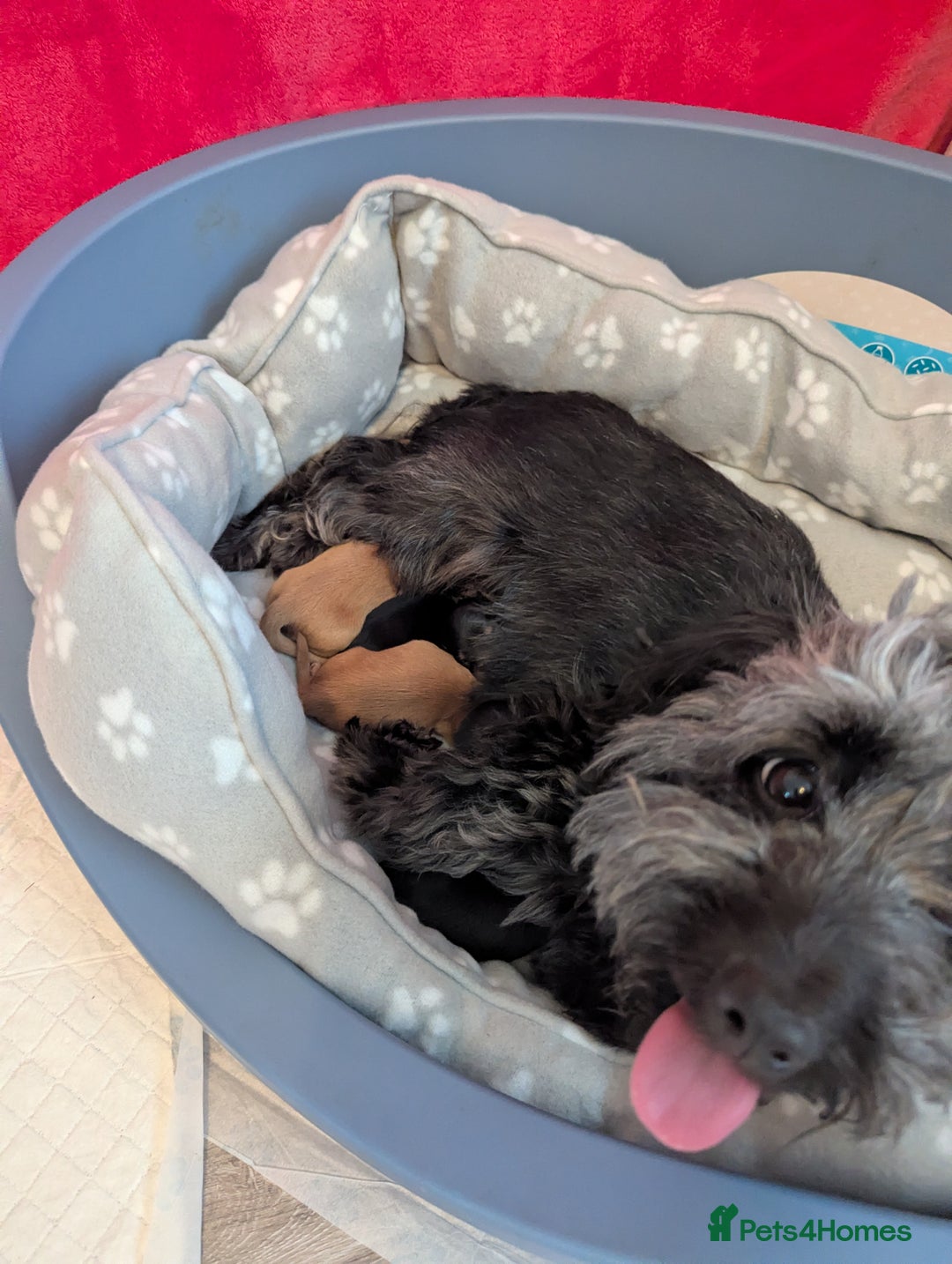 Mixed Breed dogs for sale: 75% Dachshund Cross Puppies - 4 Boys Available - Image 3