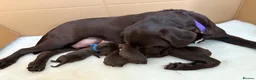 Labrador Retriever dogs for sale: Beautiful Chocolate Labrador Puppies - 09/03/2026 - Advert 35