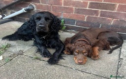 Cocker Spaniel dogs for stud: Black & chocolate tan cocker spaniel STUD - Image 3