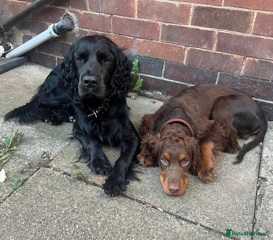 Cocker Spaniel dogs for stud: Black & chocolate tan cocker spaniel STUD - Image 3