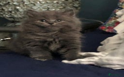 British Shorthair cats for sale: Beautiful British shorthair kittens - Image 3