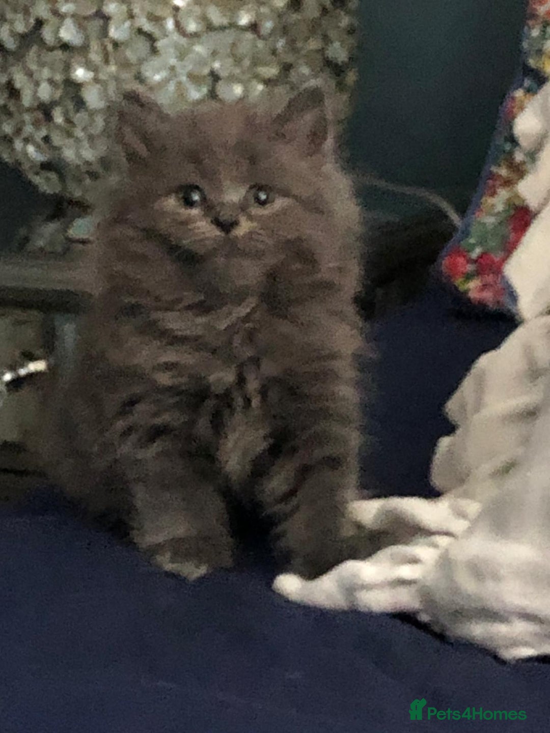 British Shorthair cats for sale: Beautiful British shorthair kittens - Image 3