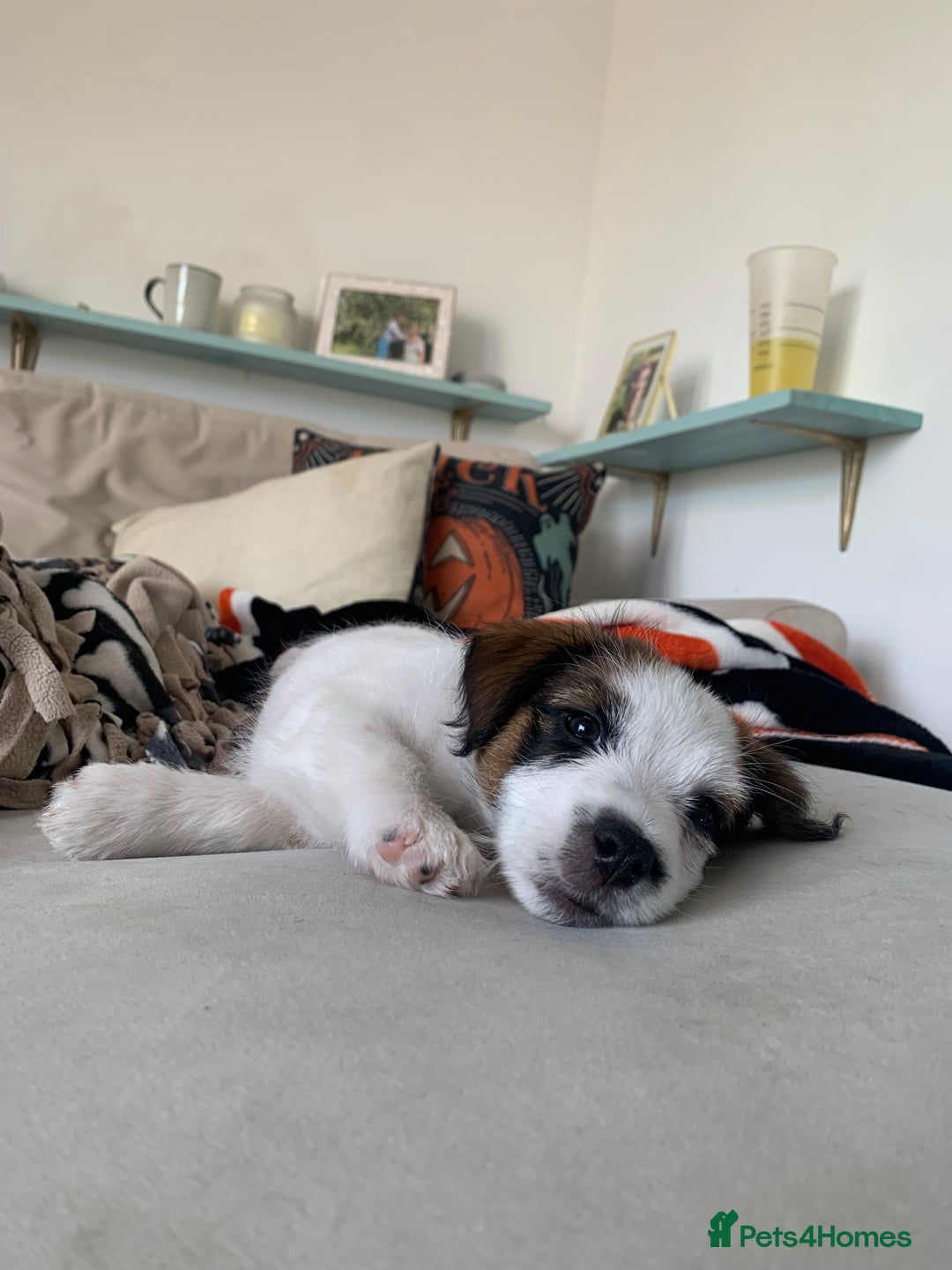 Jack Russell dogs for sale: KC Jack Russell Puppies - One Boy Left! - Image 14