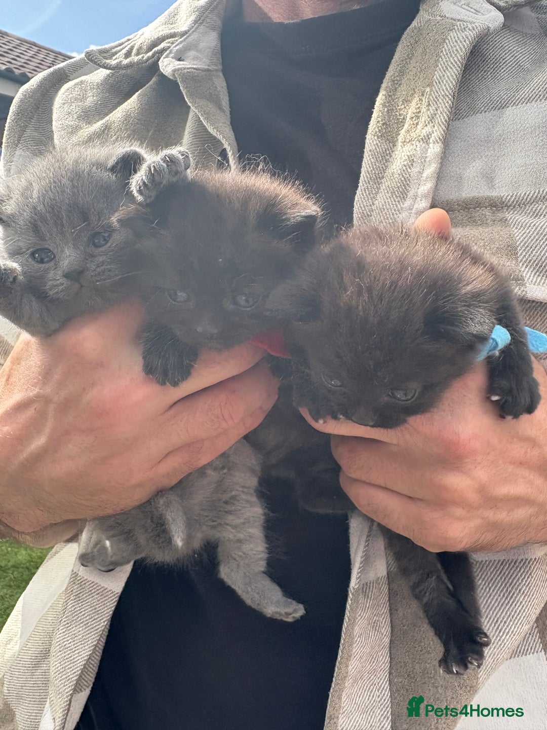 British Shorthair cats for sale: British Shorthair chocolate/grey colours  - Image 3