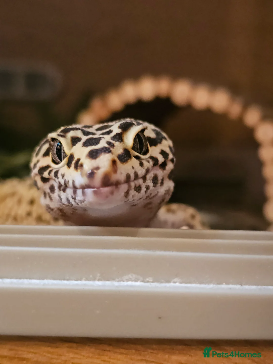 Mixed Breed reptiles for sale: Reptiles for rehoming - Advert 2