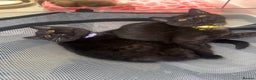 British Shorthair cats for sale: British shorthair STUNNING black kitten - Advert 7