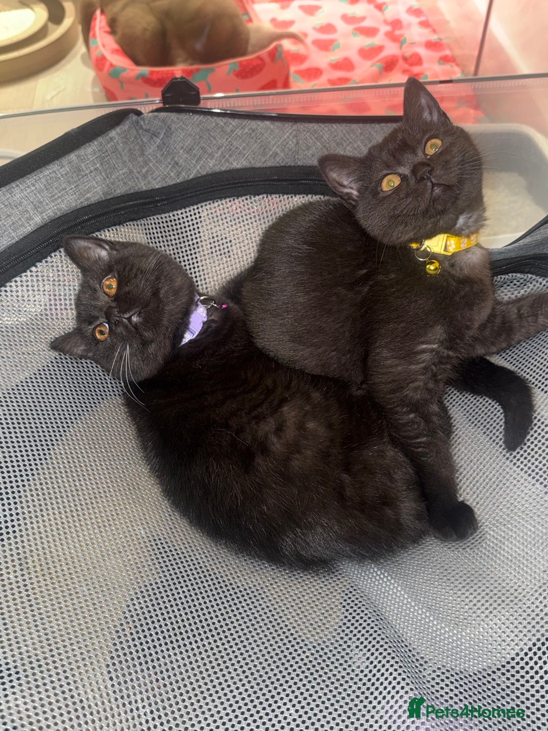 British Shorthair cats for sale: British shorthair STUNNING black kitten - Advert 7