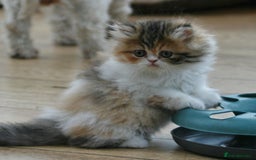 Exotic cats for sale: Beautiful Exotic Pedigree Kittens - Image 1