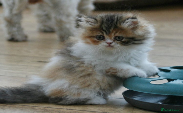 Exotic cats for sale - Advert 2